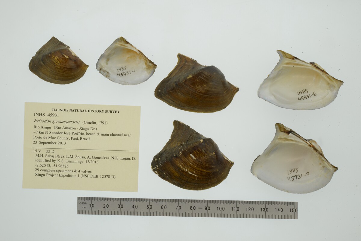 Prisodon syrmatophorus image