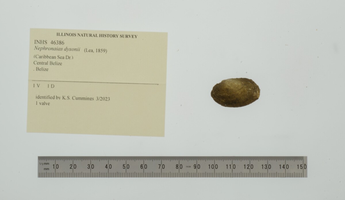Nephronaias dysonii image