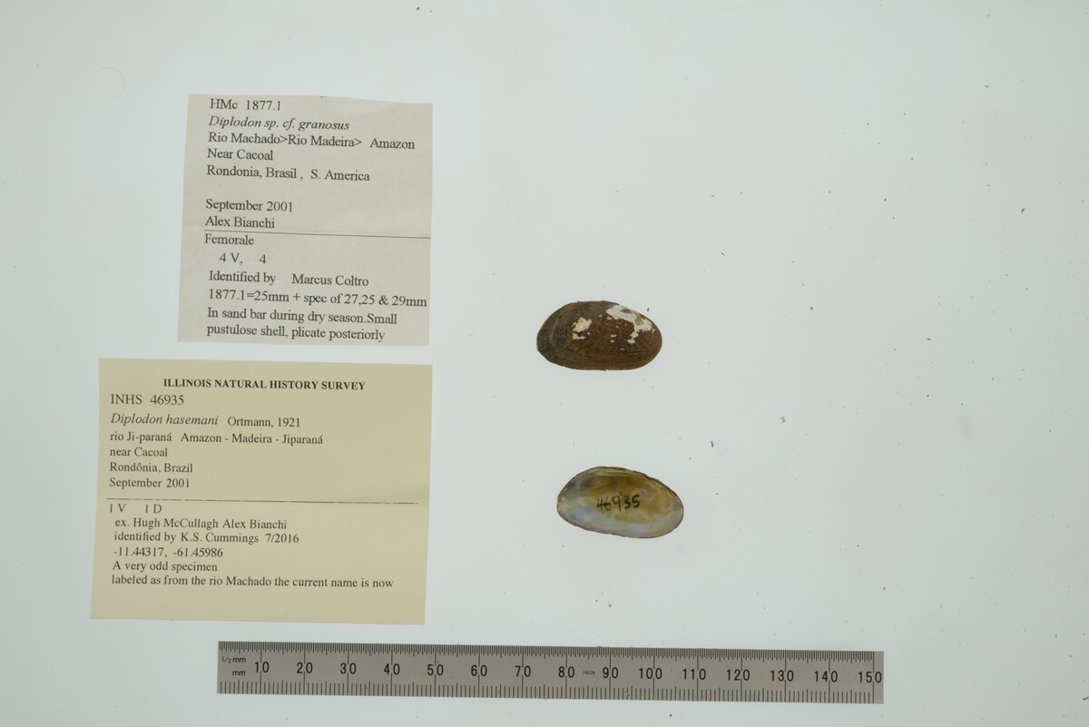 Diplodon guaranianus image