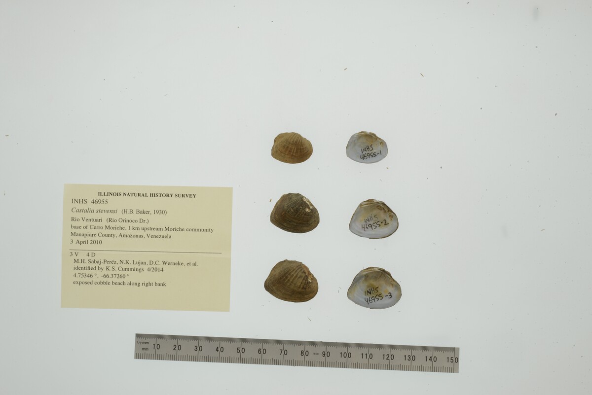 Castaliini image