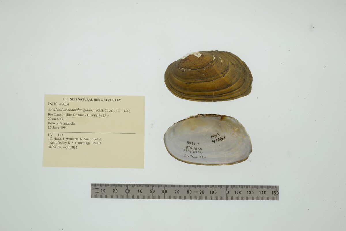 Anodontitinae image