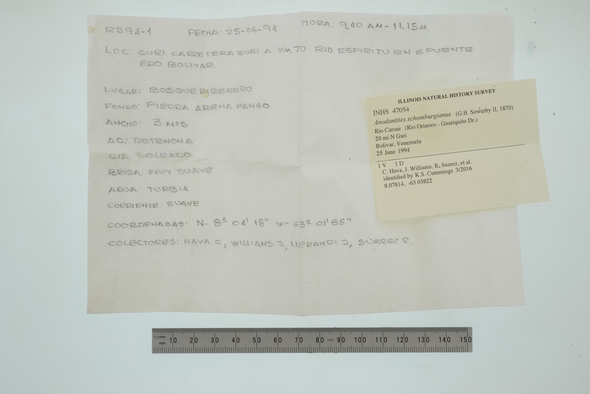 Anodontitinae image