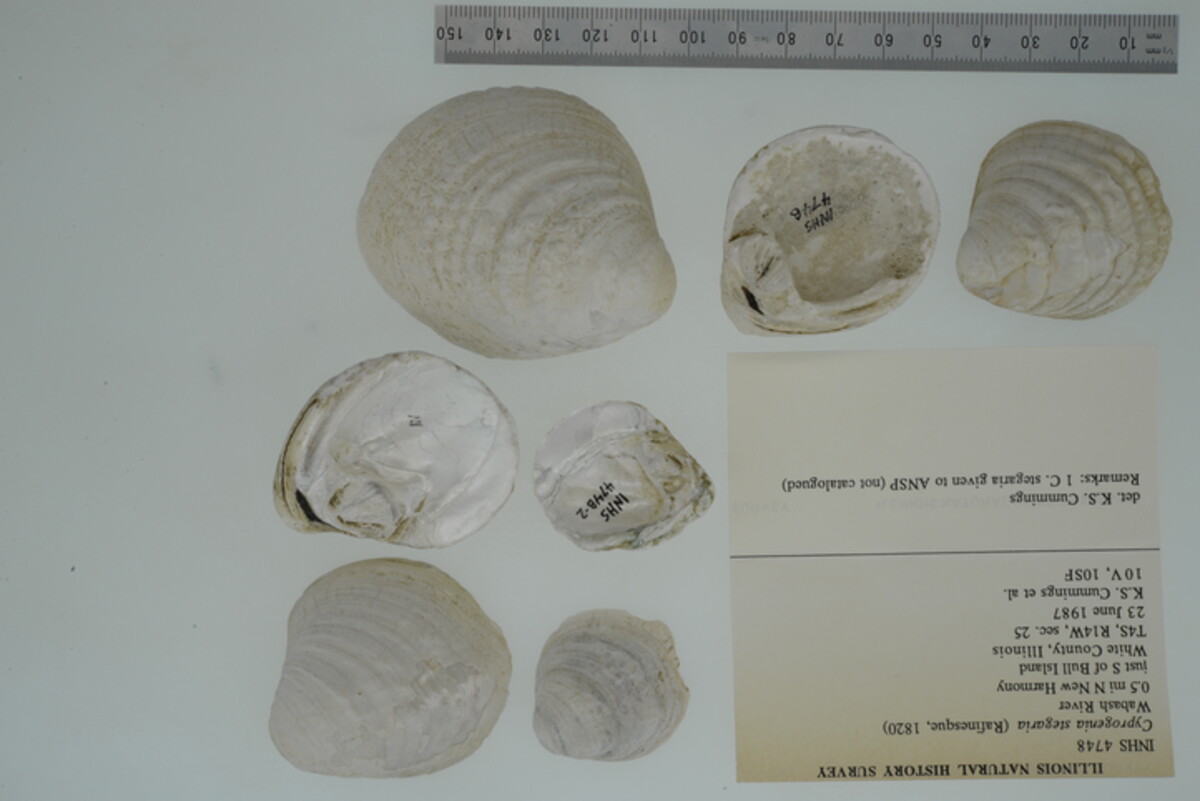 Cyprogenia stegaria image