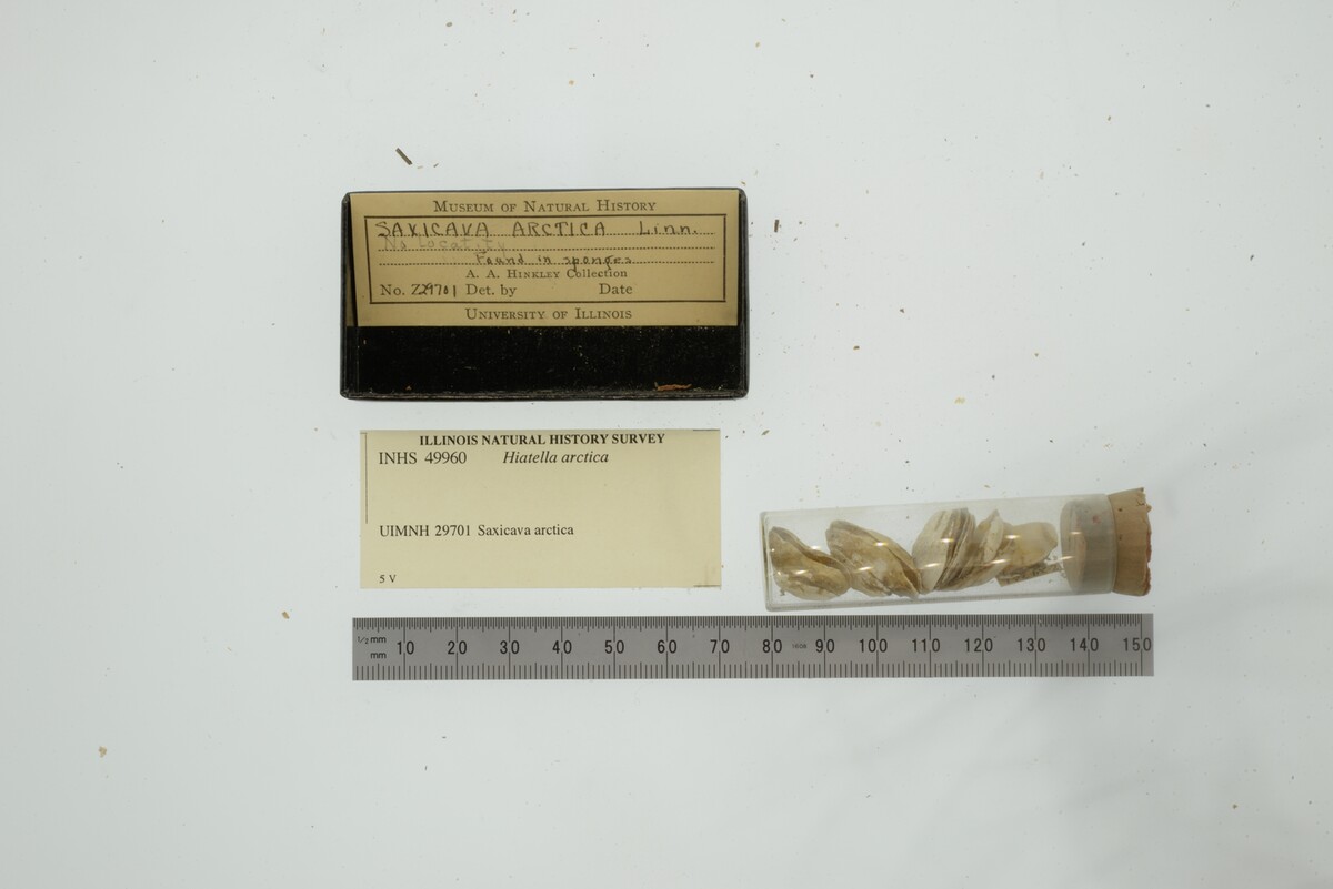 Hiatellidae image