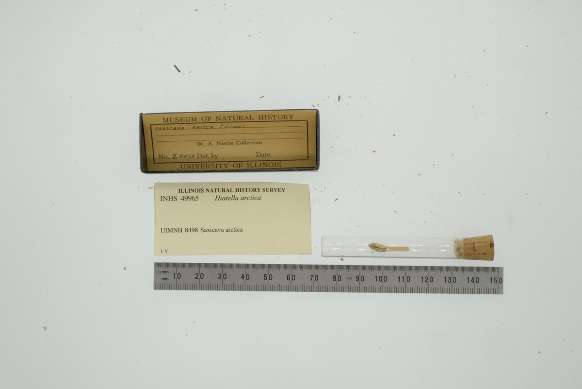 Hiatellidae image