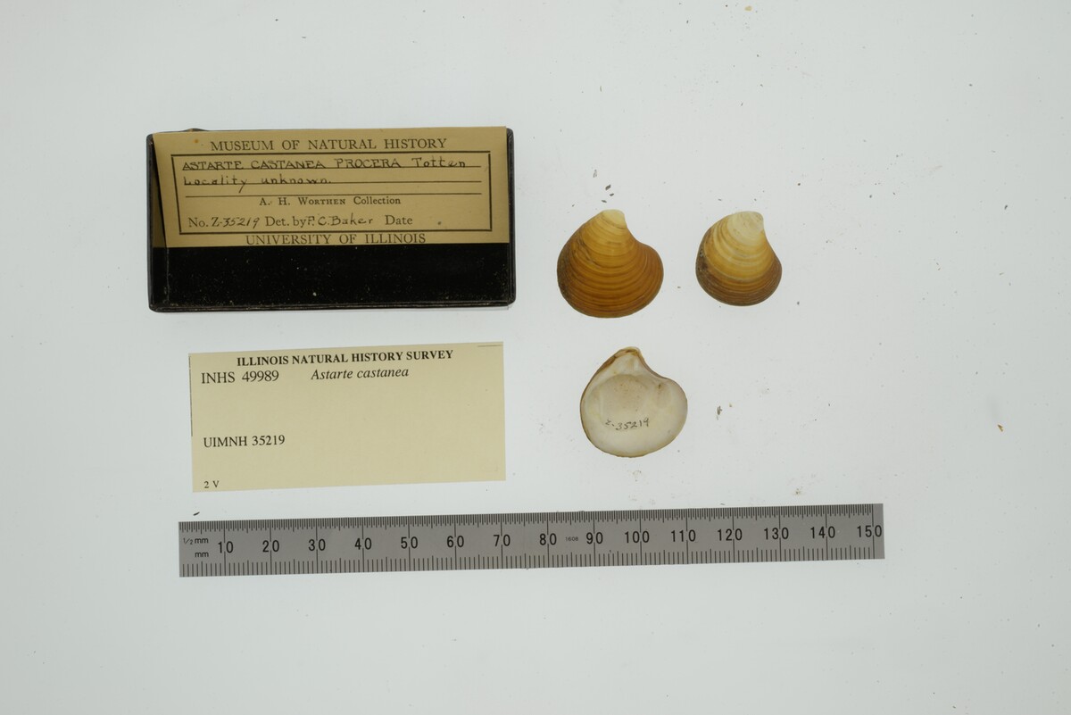 Astarte castanea image