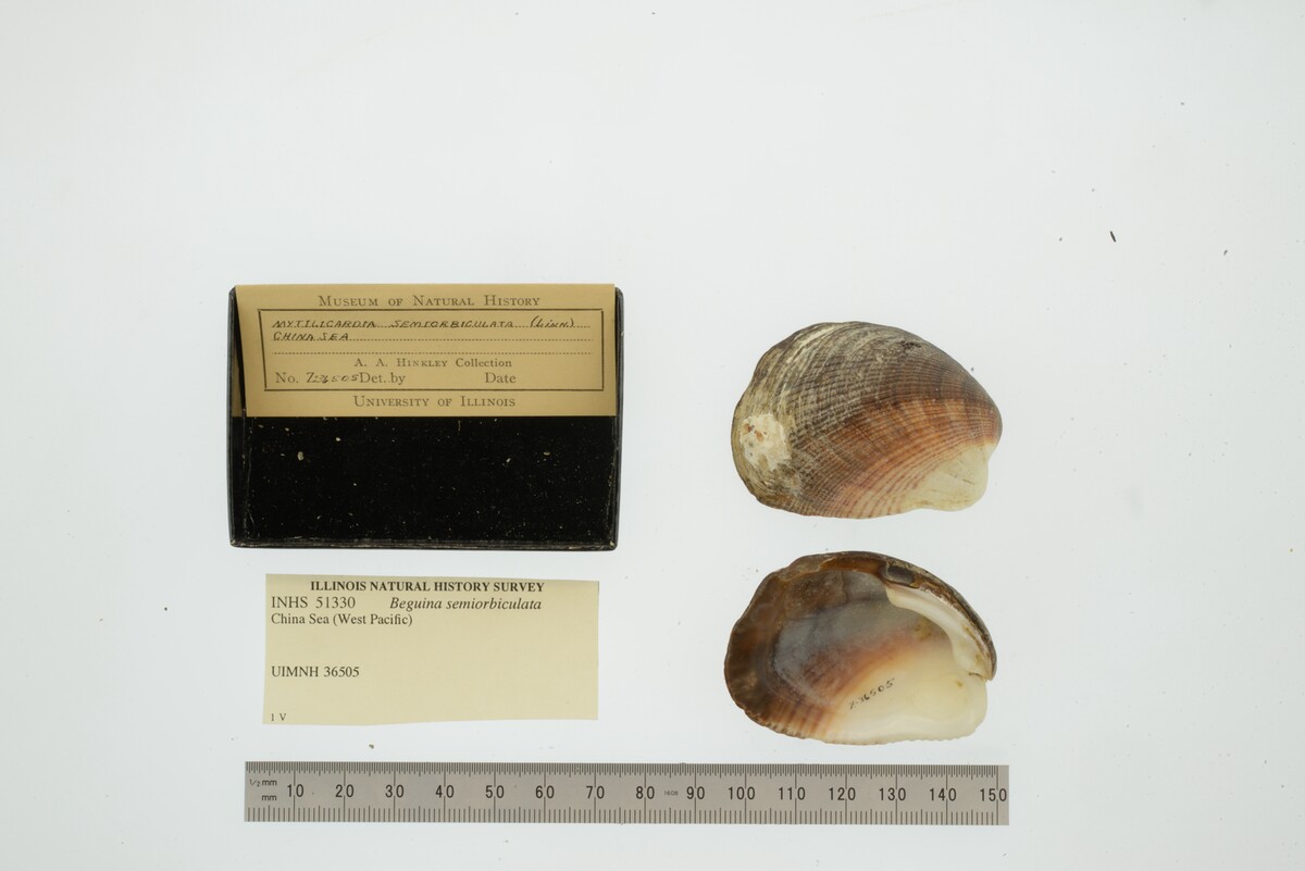 Beguina semiorbiculata image