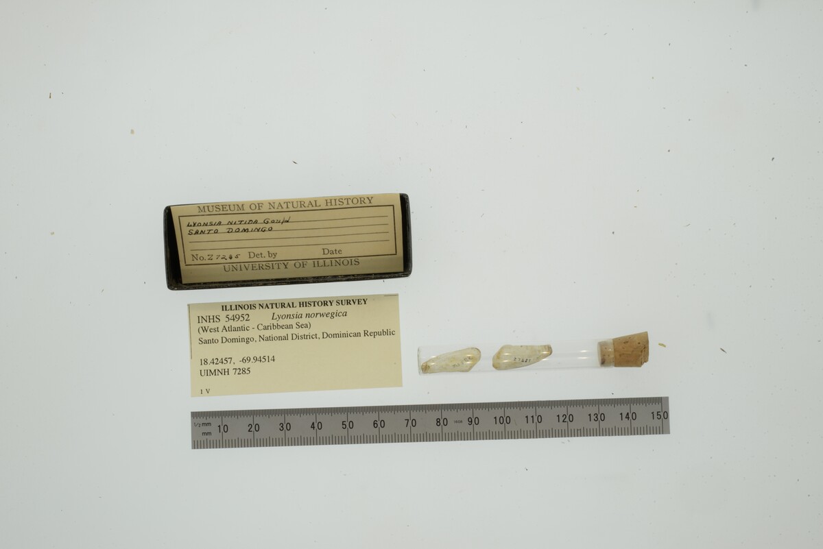Lyonsia norwegica image