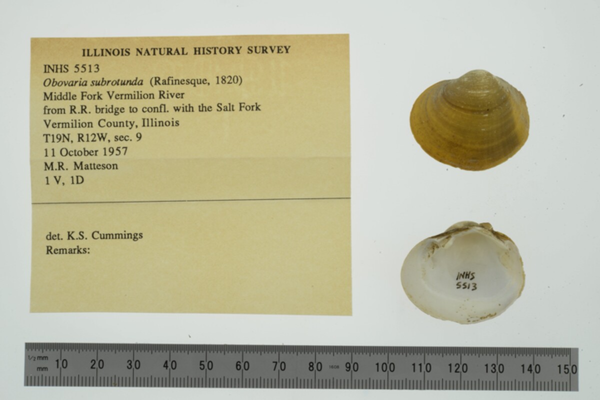 Obovaria subrotunda image