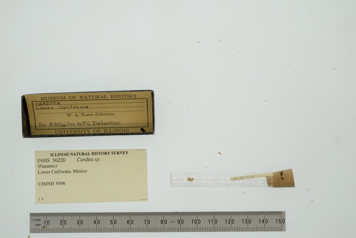 Cardita image