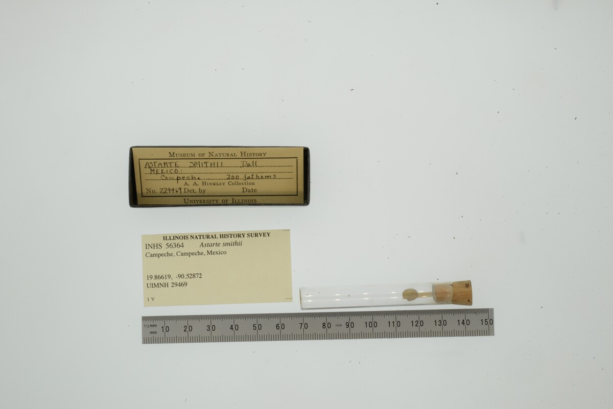Astarte smithii image