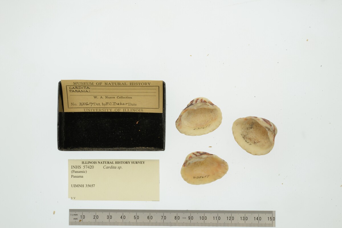 Cardita image