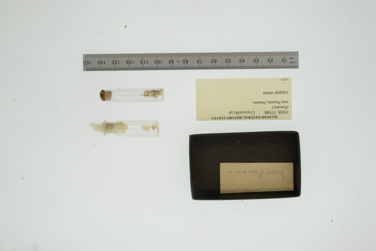 Crassatella image