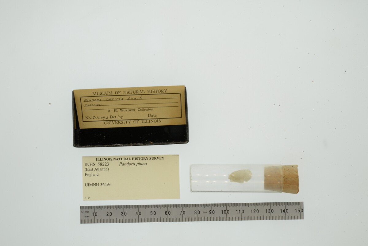 Pandora pinna image