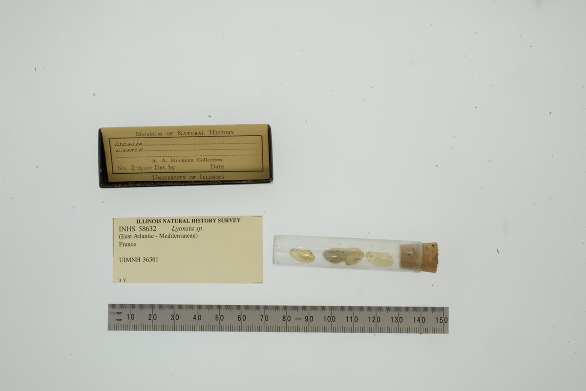 Lyonsia image