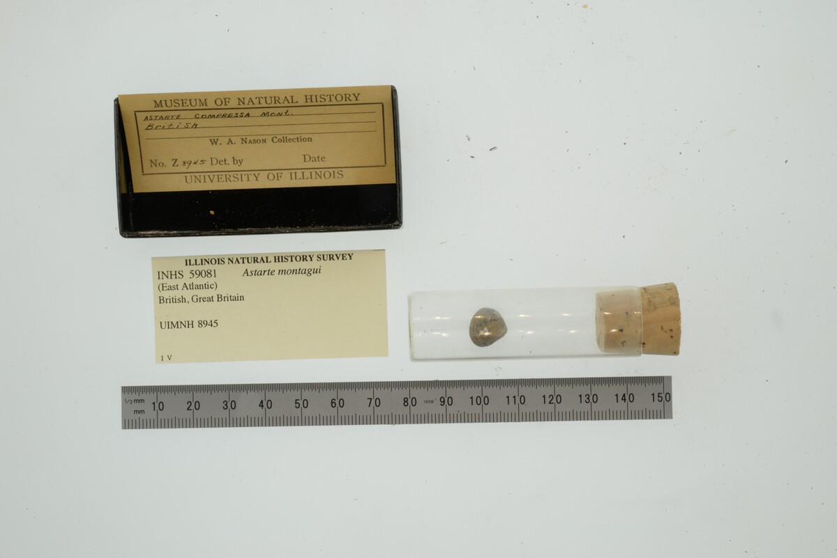 Astarte montagui image