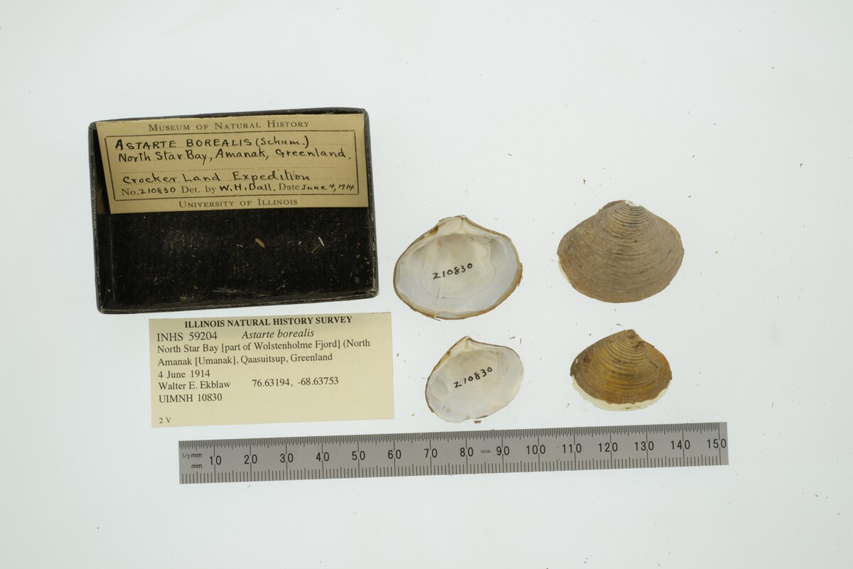 Astarte borealis image