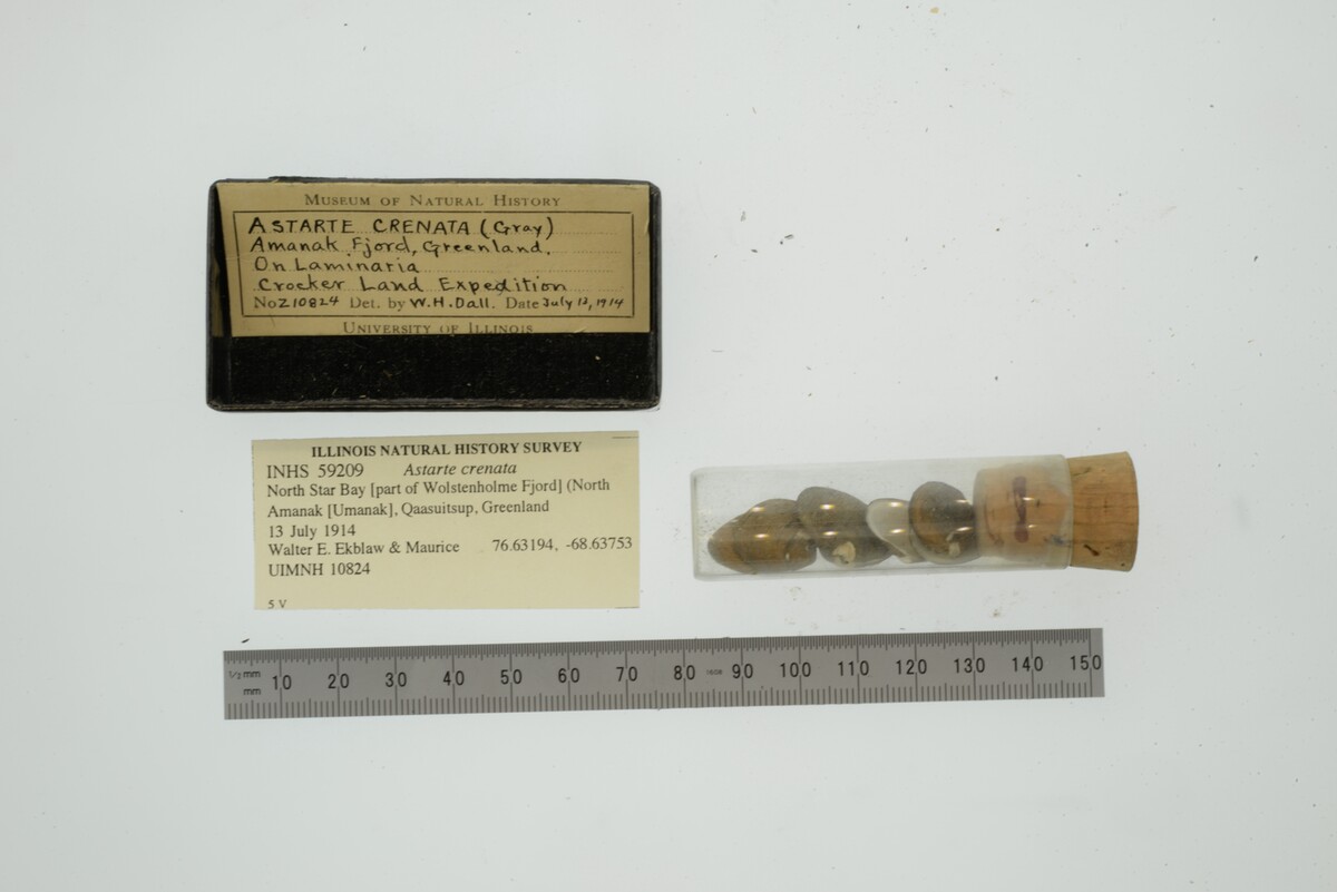Astarte crenata image