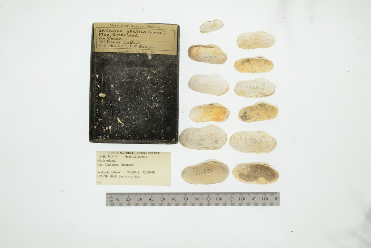 Hiatella arctica image