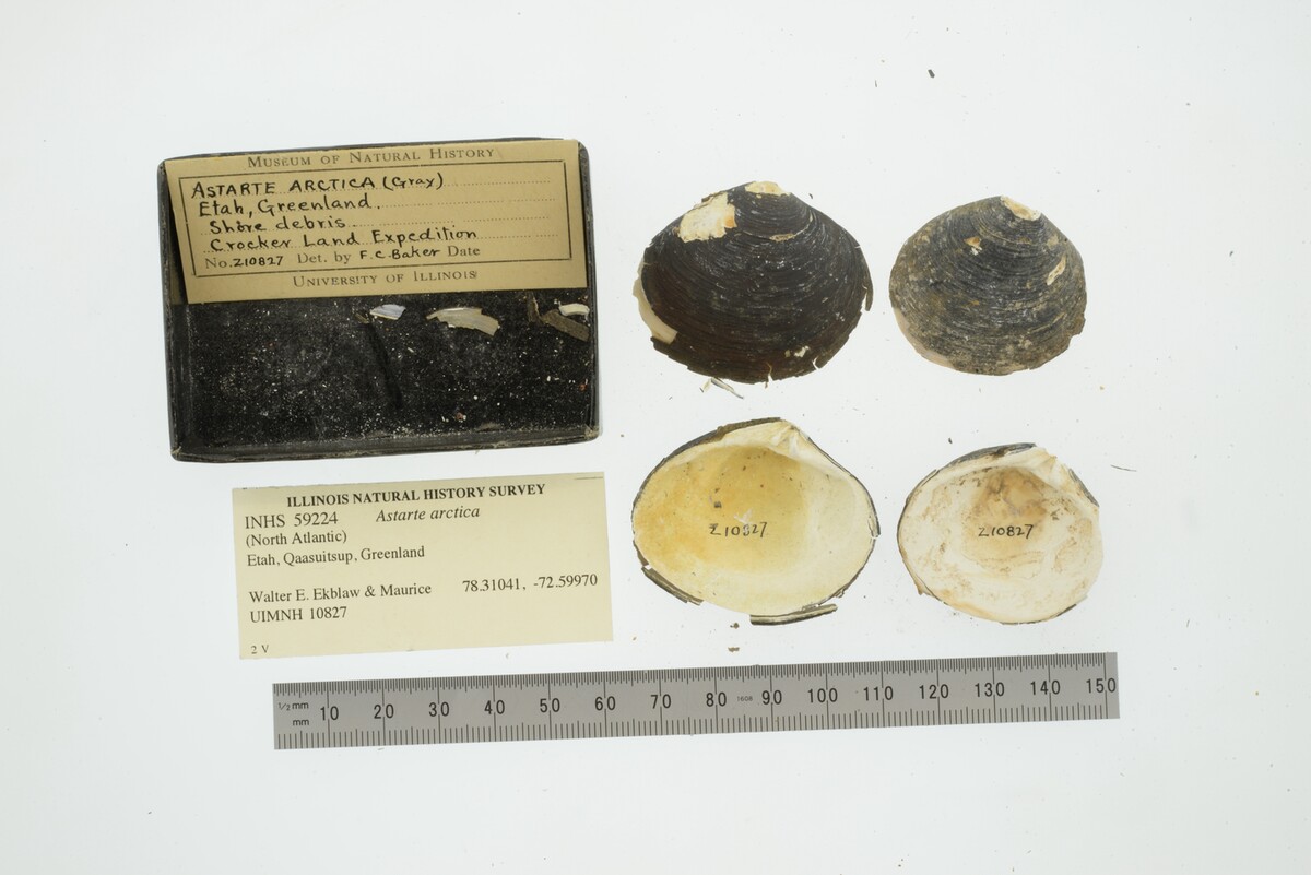 Astarte arctica image