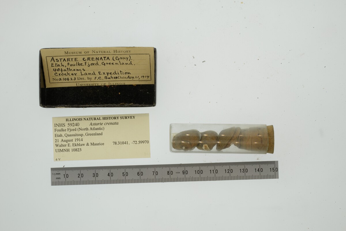 Astartidae image