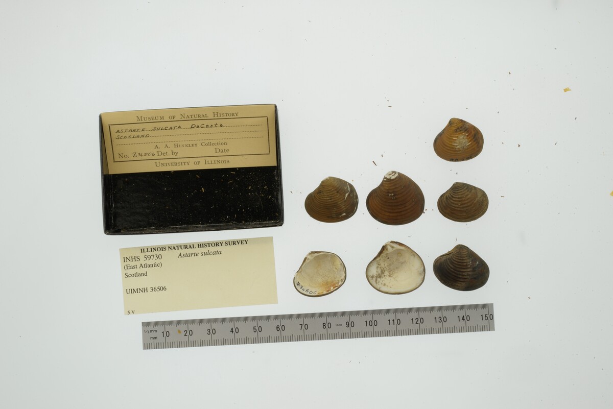 Astarte image
