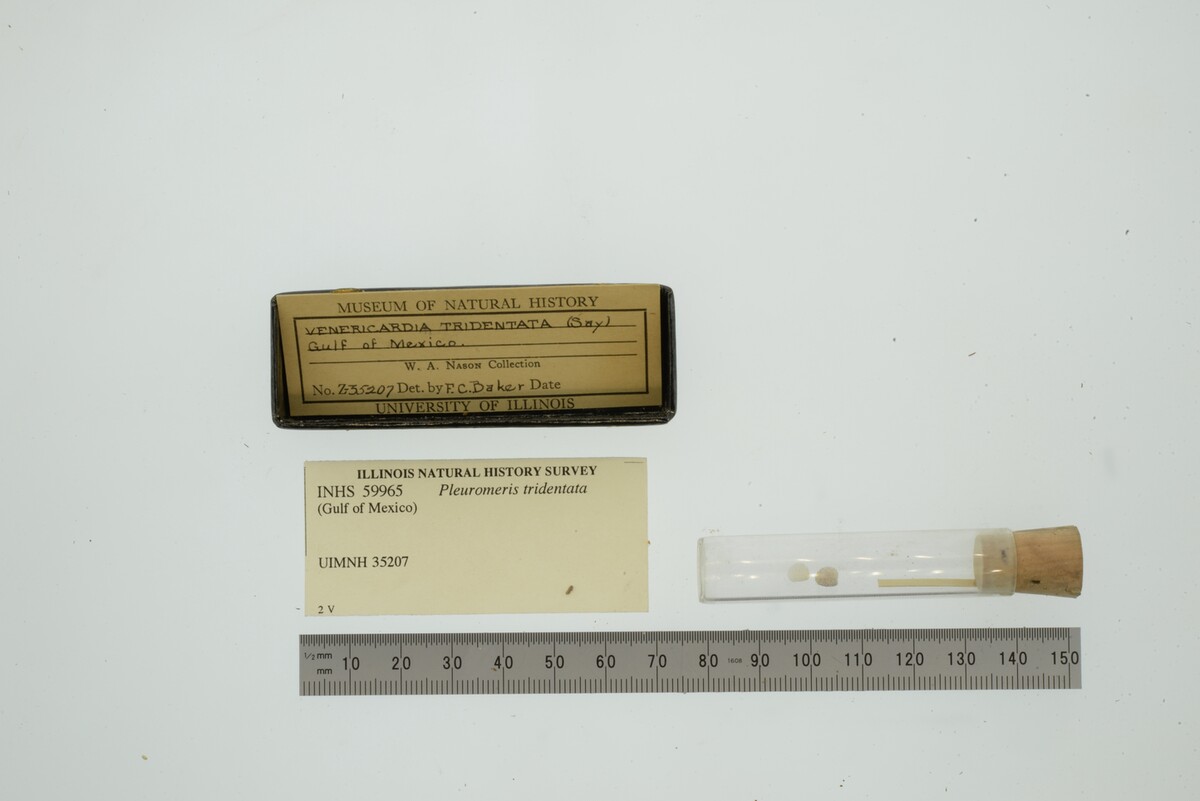 Pleuromeris tridentata image