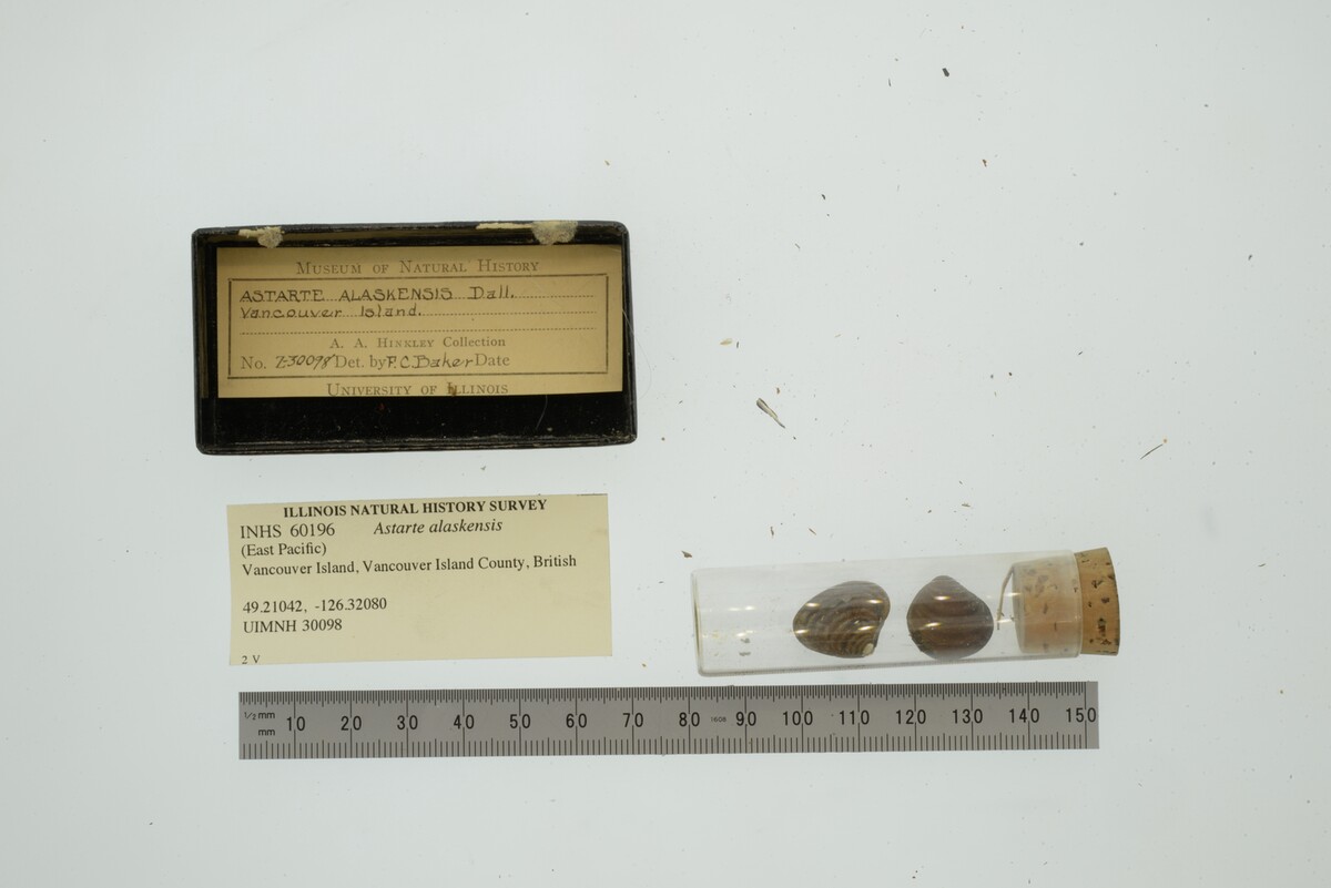 Astarte elliptica image