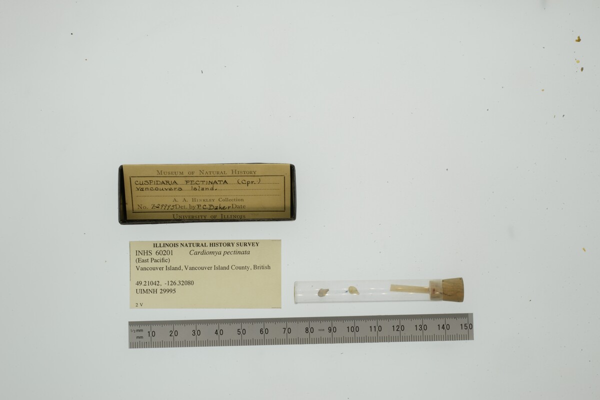 Cardiomya pectinata image