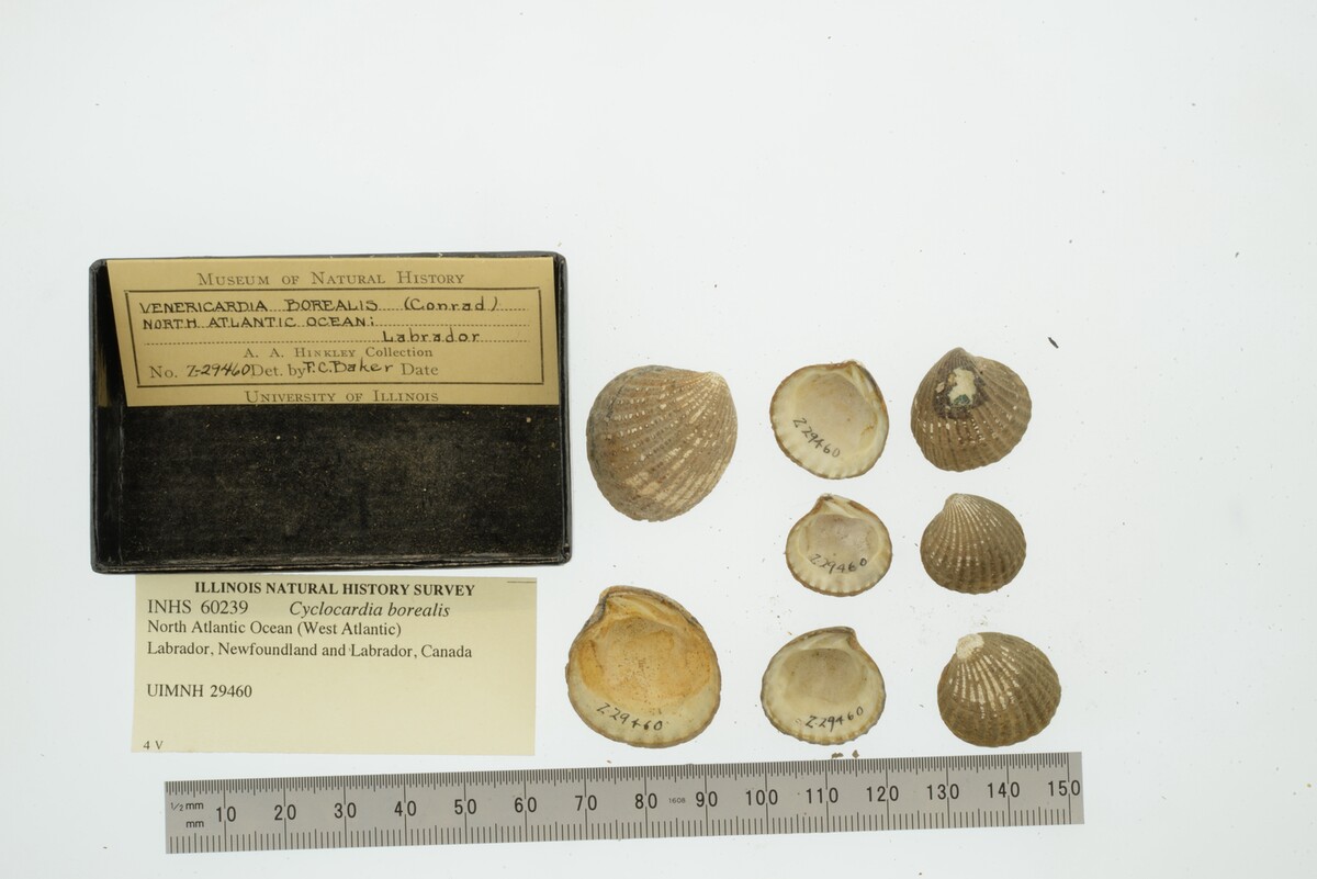 Cyclocardia borealis image