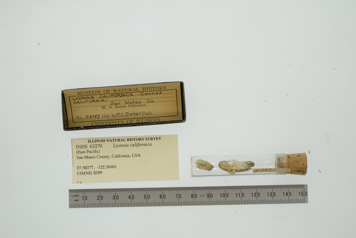 Lyonsia californica image