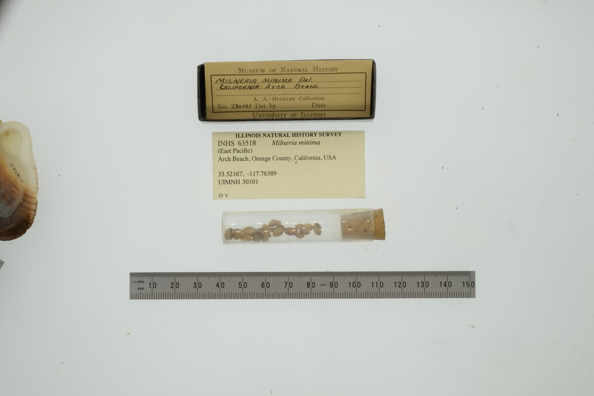 Milneria minima image