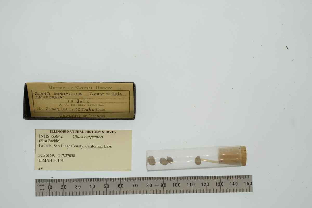 Glans carpenteri image