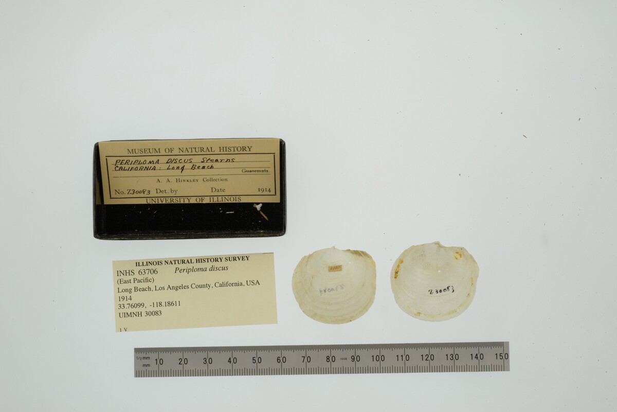 Periploma discus image