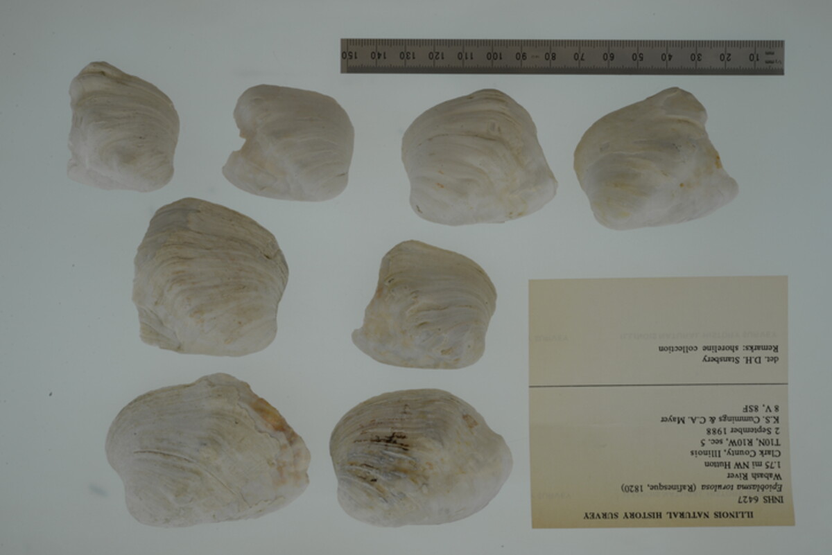 Epioblasma torulosa image