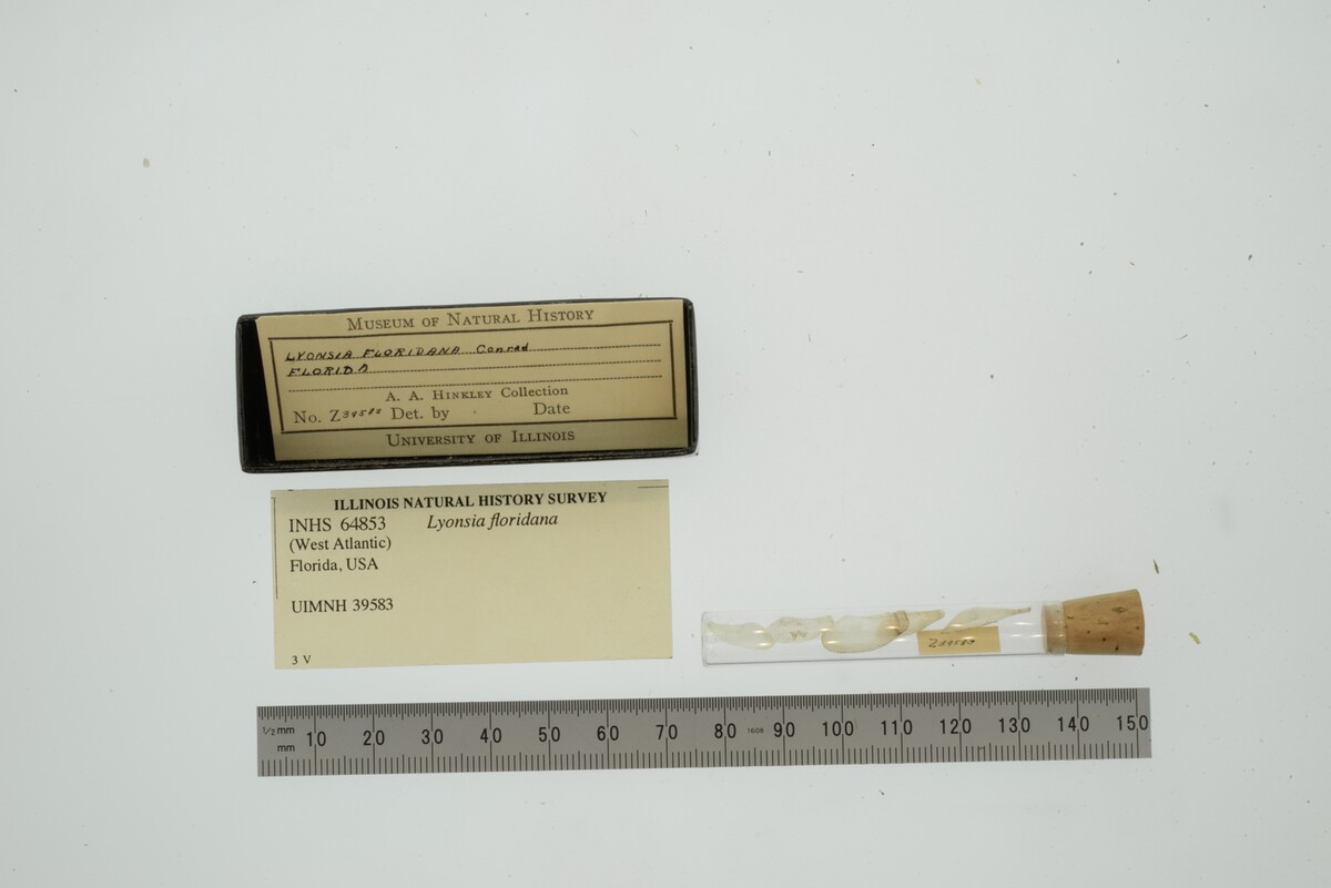 Lyonsia floridana image