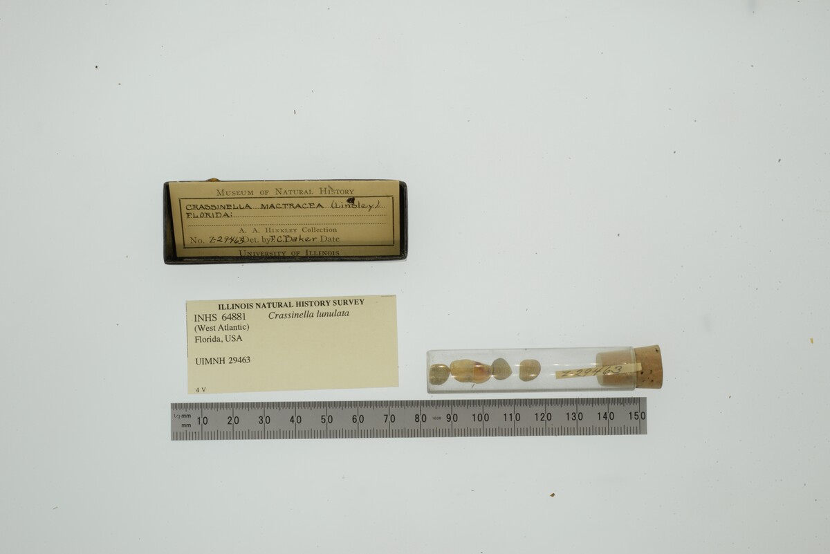 Crassinella image