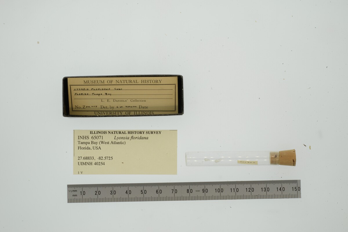 Lyonsia floridana image