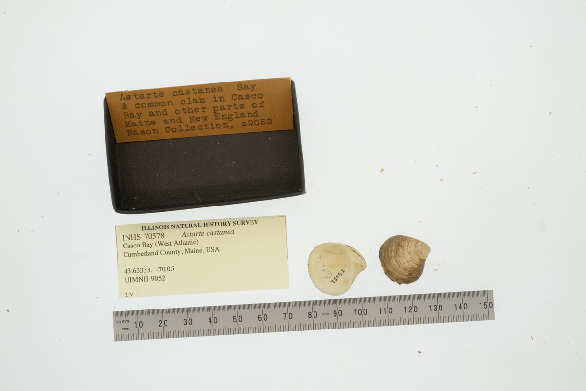 Astarte castanea image
