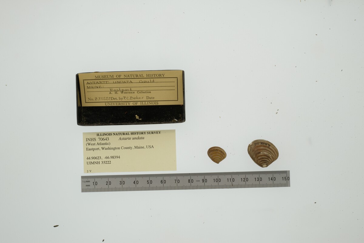 Astarte undata image