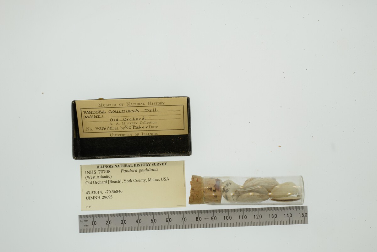 Pandora gouldiana image