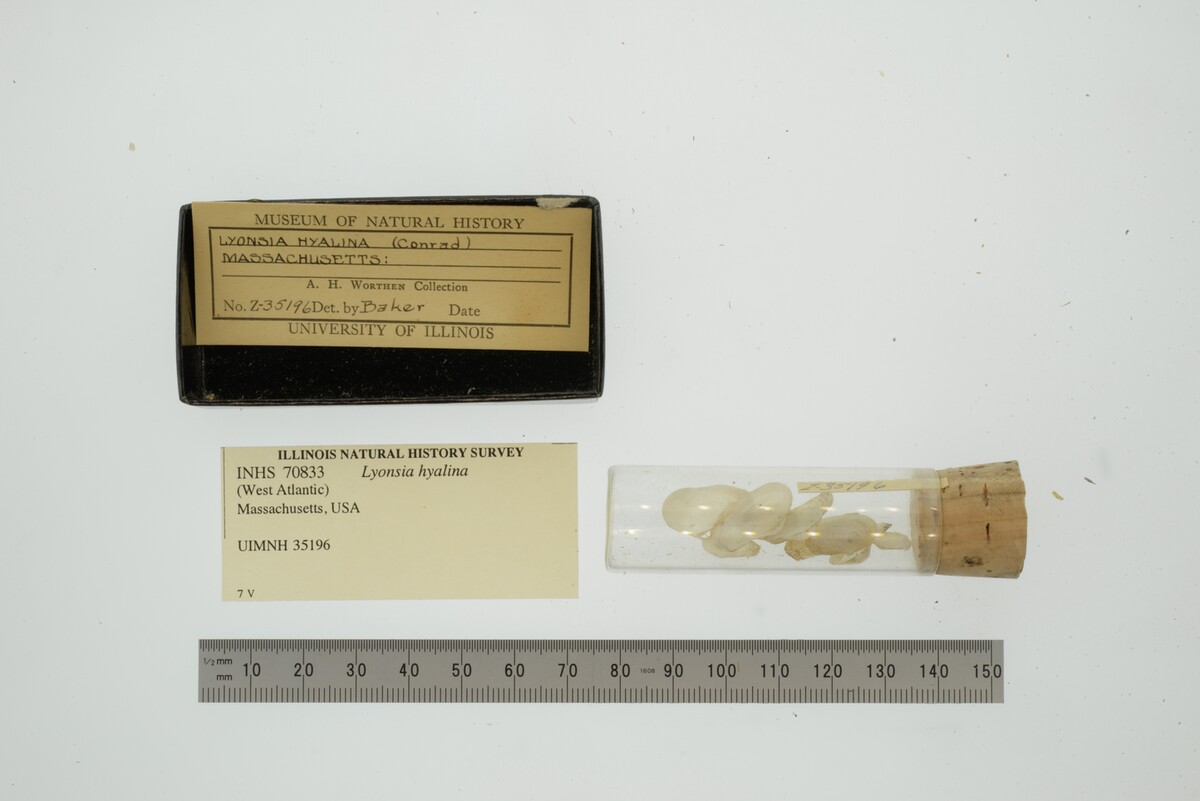Lyonsia hyalina image