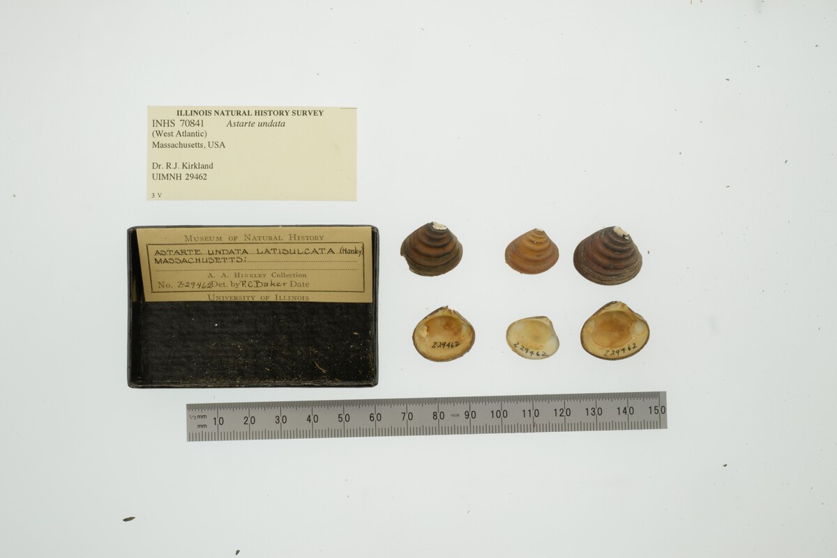 Astarte image
