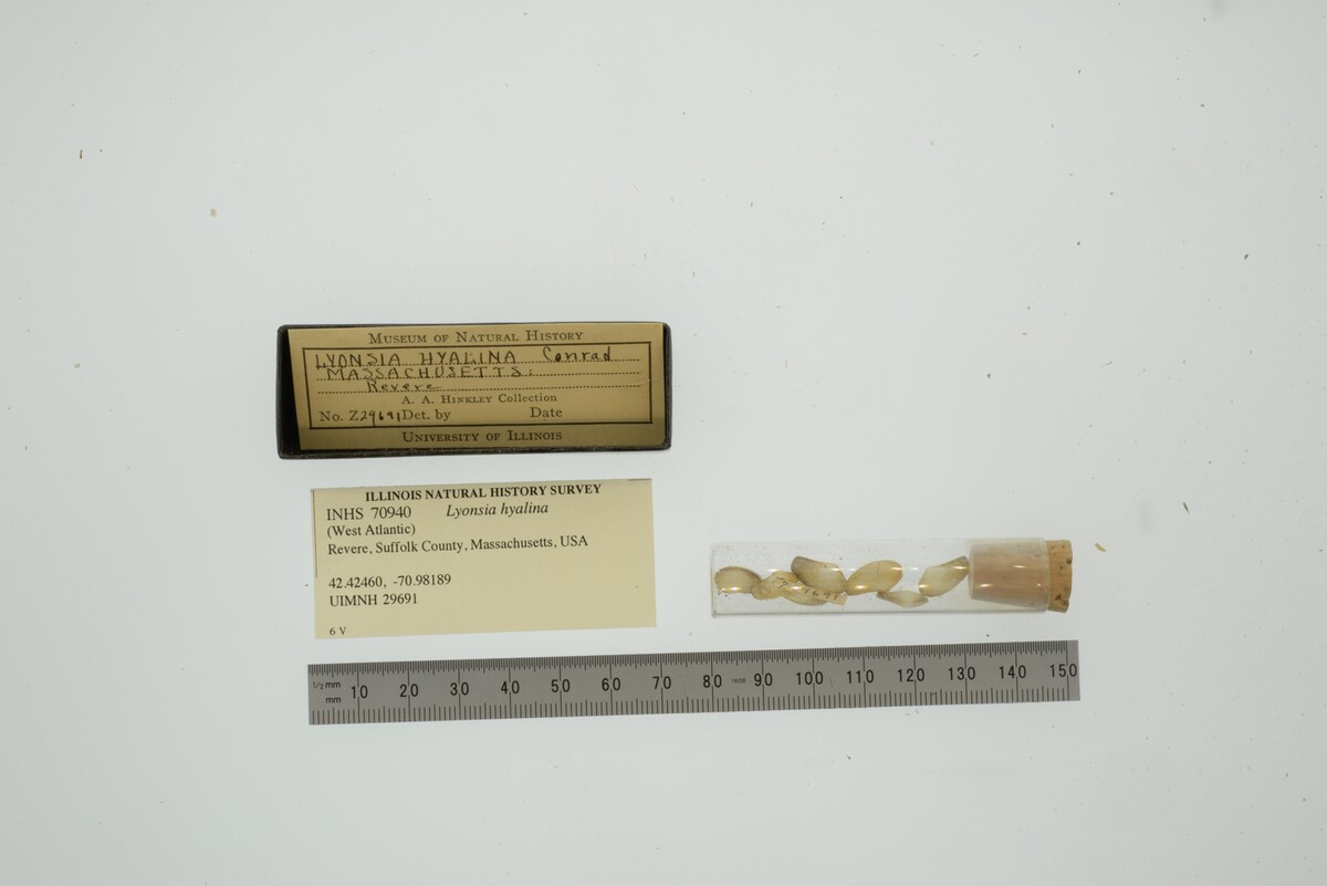 Lyonsia hyalina image