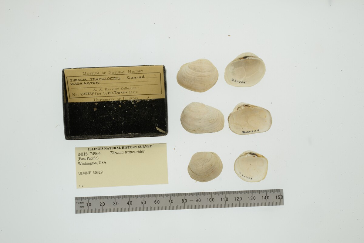 Thracia trapezoides image