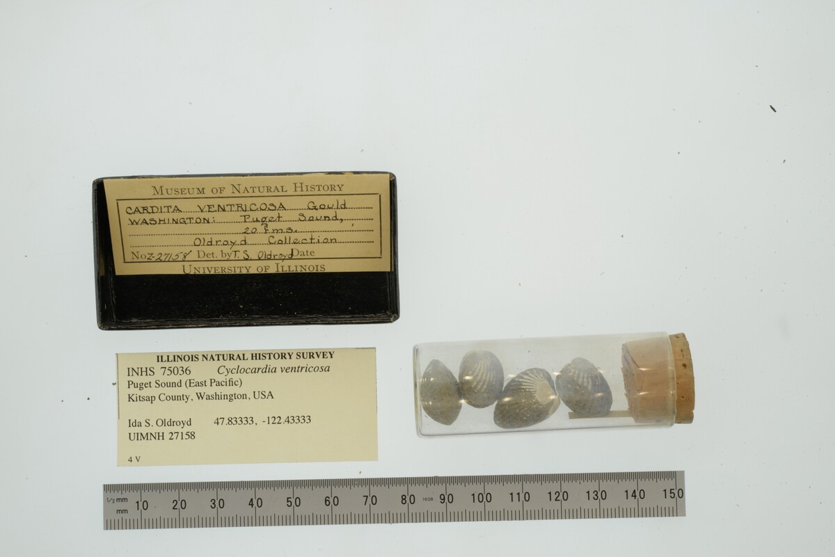 Cyclocardia ventricosa image