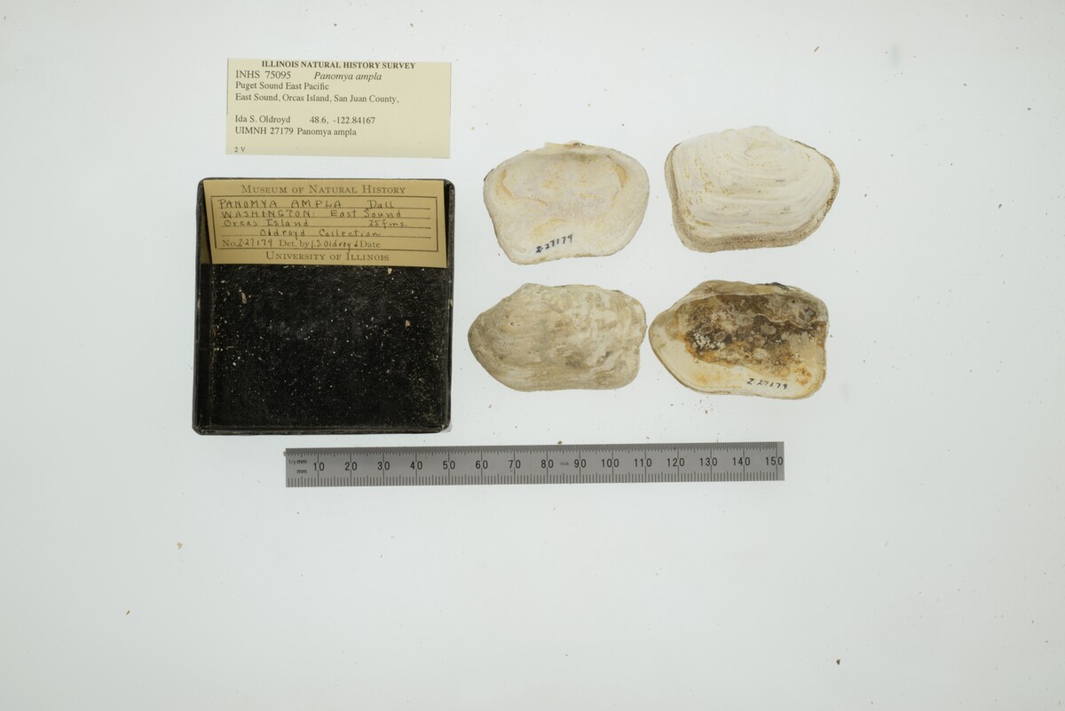 Panomya ampla image