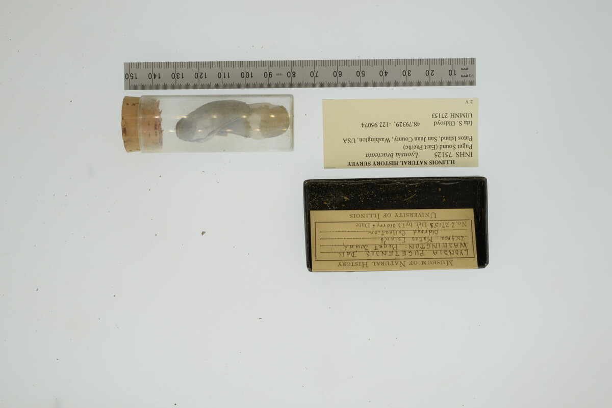 Lyonsia bracteata image