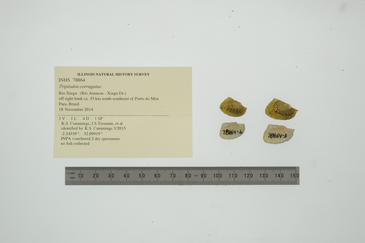 Triplodon corrugatus image