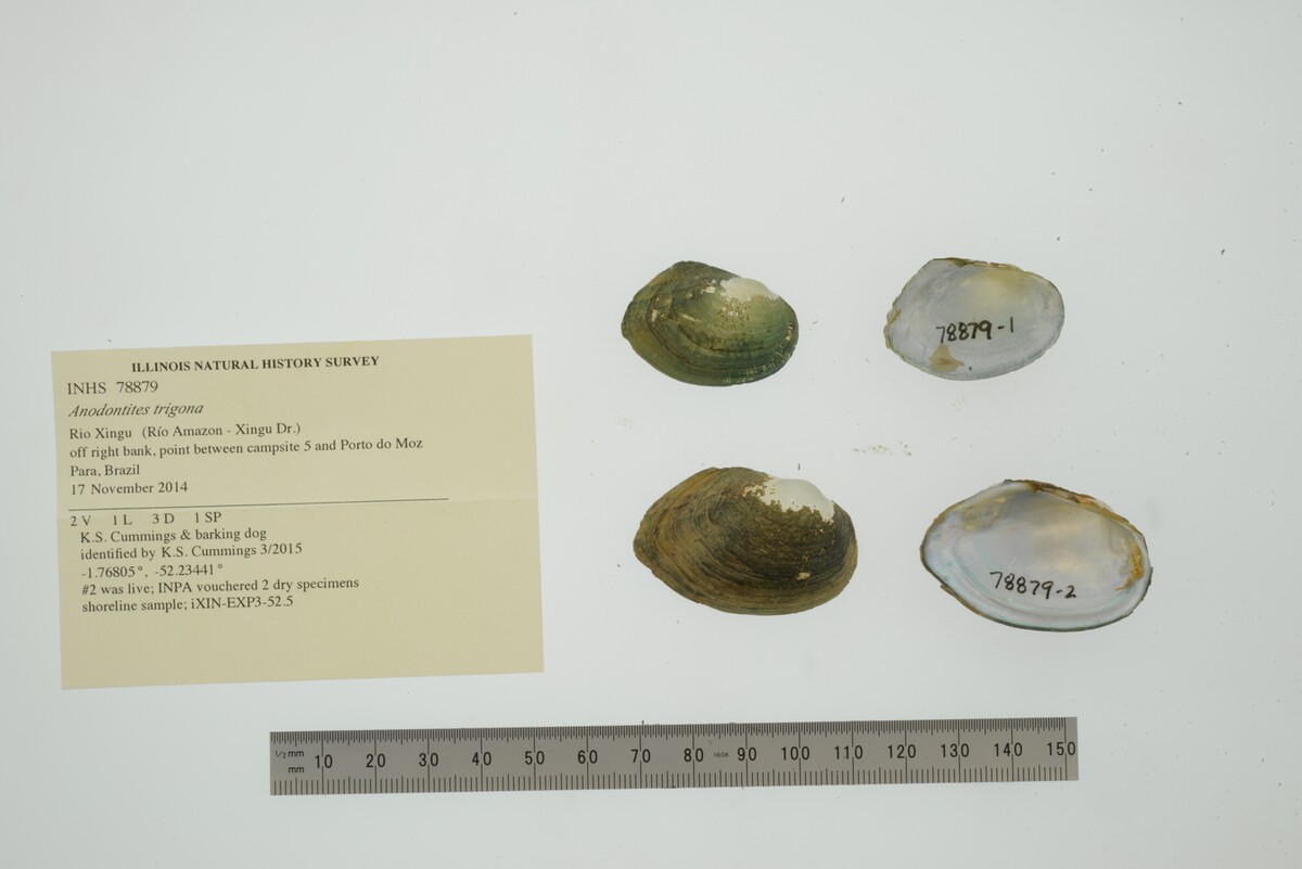 Anodontites trigona image